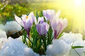 Sun Warms Tulips in snow